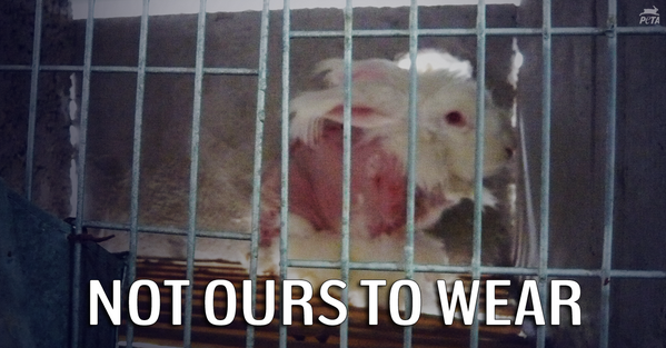 Angora: Torture for Rabbits  Animals Are Not Ours to Wear - PETA UK